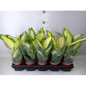 Dieffenbachia  'Camilla'