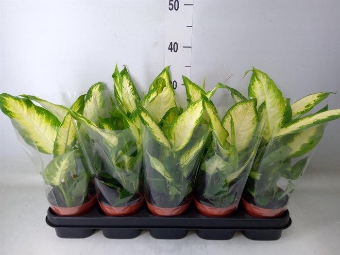 <h4>Dieffenbachia  'Camilla'</h4>