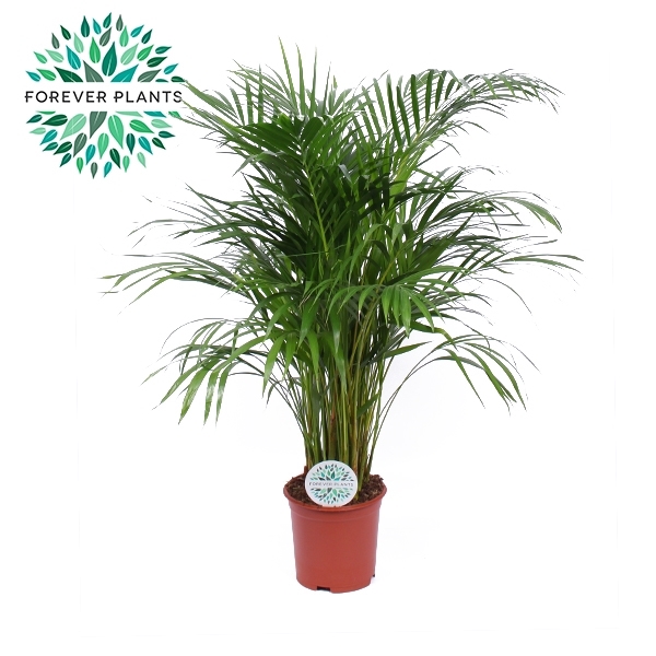 <h4>Dypsis Lutescens p21 - (Areca)</h4>