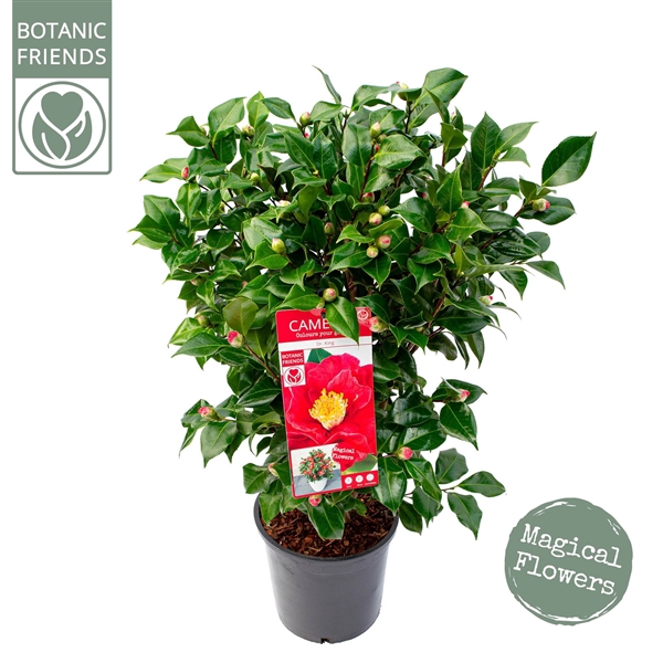 <h4>Camellia jap. 'Dr. King'</h4>