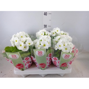 Primula obcon. 'Touch Me White'