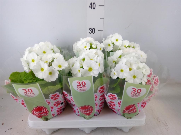 <h4>Primula obcon. 'Touch Me White'</h4>