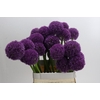 Allium Grootbloemig