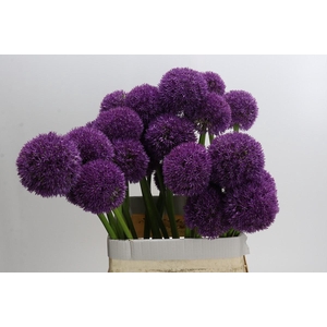 Allium Grootbloemig