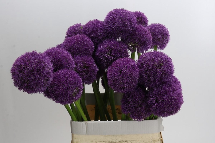 <h4>Allium Grootbloemig</h4>