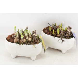 arr4 Bollenmix MB - Ker. ovaal white pootjes