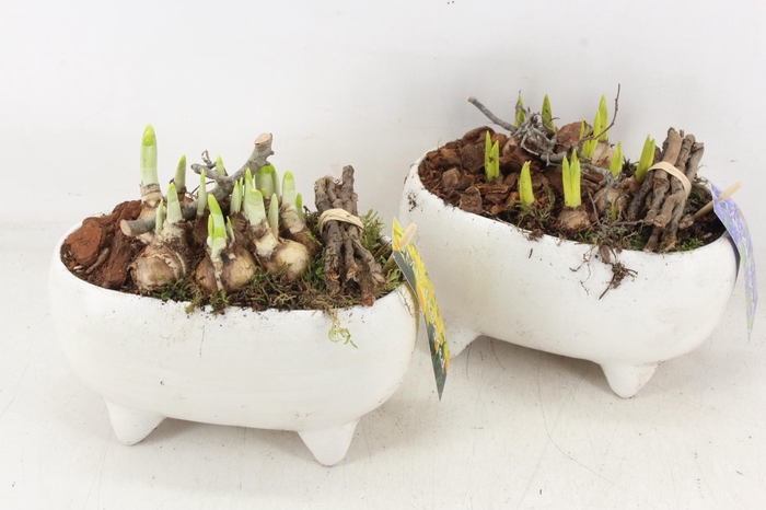 <h4>arr4 Bollenmix MB - Ker. ovaal white pootjes</h4>