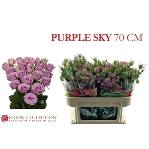 R Tr Purple Sky Elgon