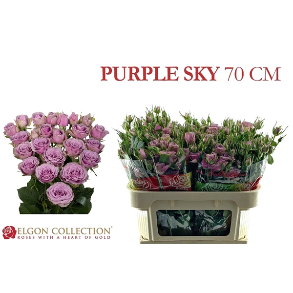 <h4>R Tr Purple Sky Elgon</h4>