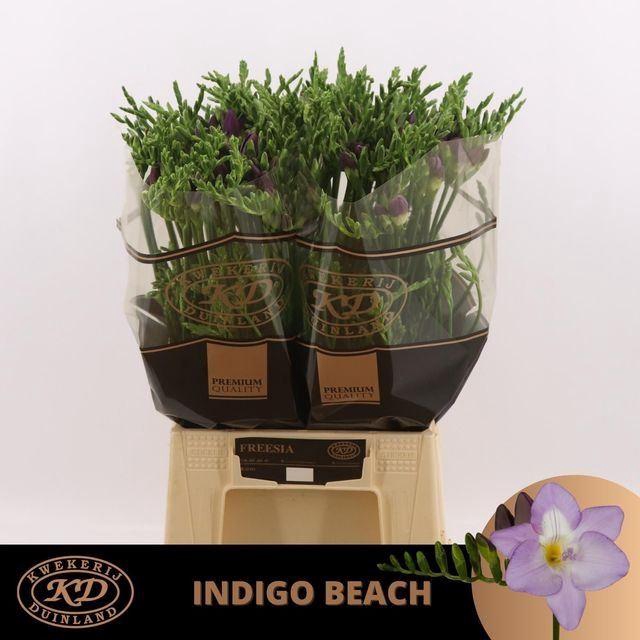<h4>Freesia enk Indigo Beach</h4>