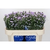 Aster Cassandra