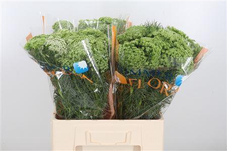 <h4>AMMI MAJUS VISNAGA</h4>