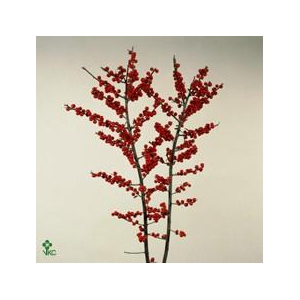Ilex verticillata red