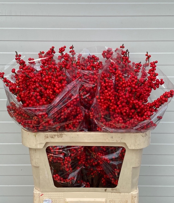 <h4>ILEX VE RODE BES</h4>