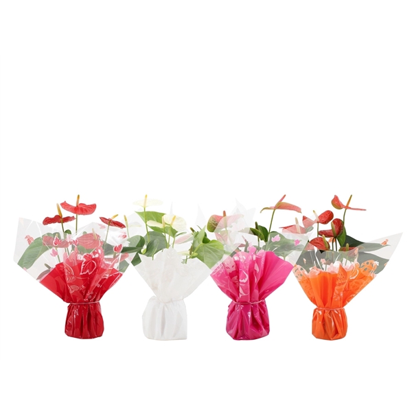 <h4>Anthurium 4 color mix in Rondello Clemence</h4>