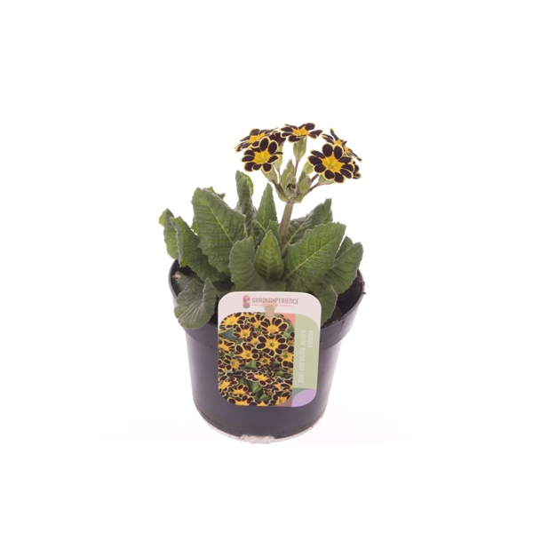 <h4>Primula elatior Mister Gold Laced</h4>