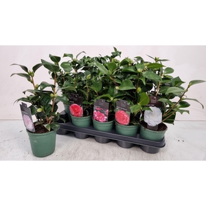 CAMELLIA JAPONICA