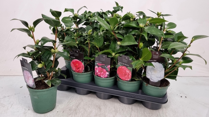 <h4>CAMELLIA JAPONICA</h4>