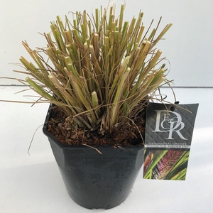 Pennisetum 'Viridescens'