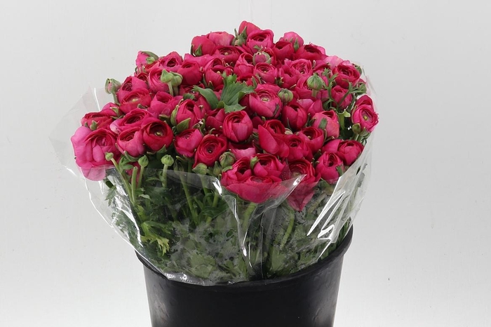 <h4>Ran El Hot Pink</h4>