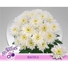 Chr T Baltica