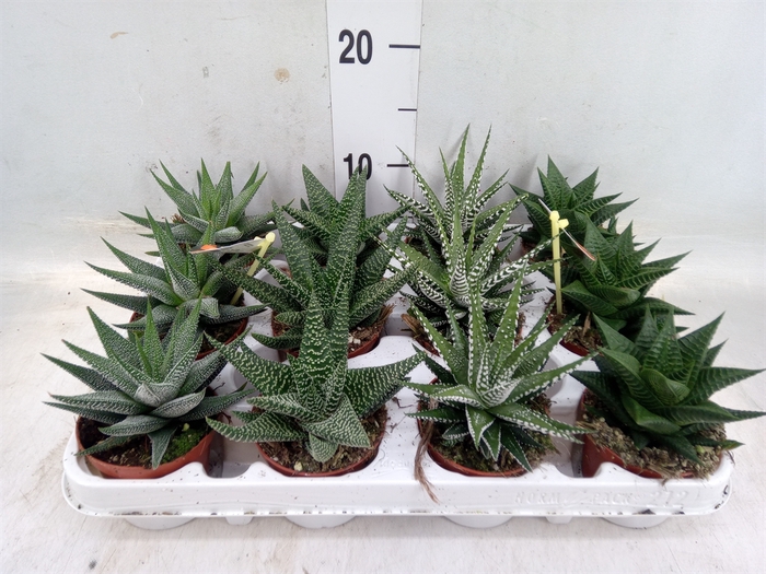 <h4>Haworthia   ...mix</h4>