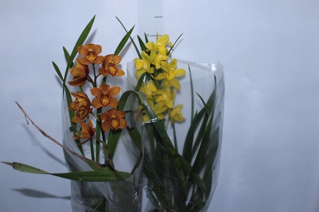 <h4>CYMBIDIUM P18 MIN 1 HT</h4>