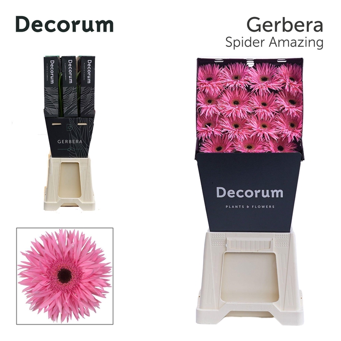 <h4>GE GS AMAZING</h4>