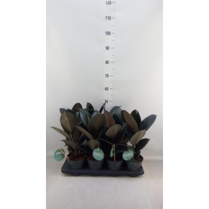 Ficus elastica 'Abidjan'