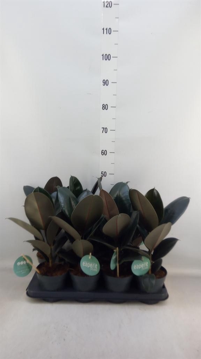 <h4>Ficus elastica 'Abidjan'</h4>