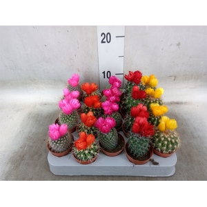 Cactus   ...decorated