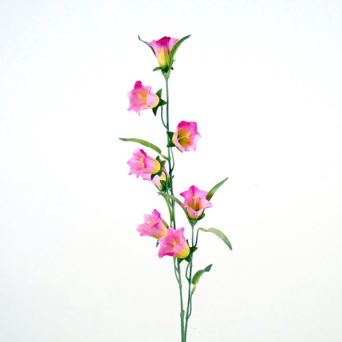 <h4>AF Campanula medium L80cm pink</h4>