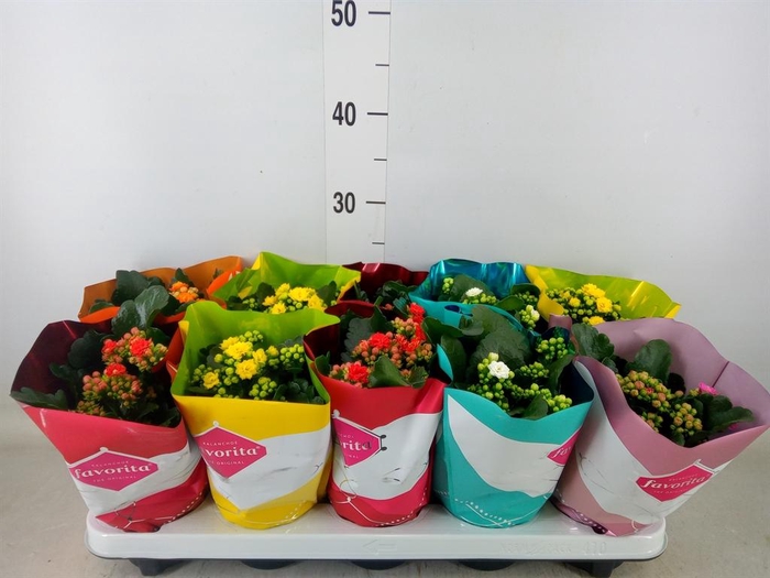 <h4>Kalanchoe blos. 'Perfecta'  ..mix 5</h4>