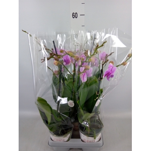 Phalaenopsis   ...lilac