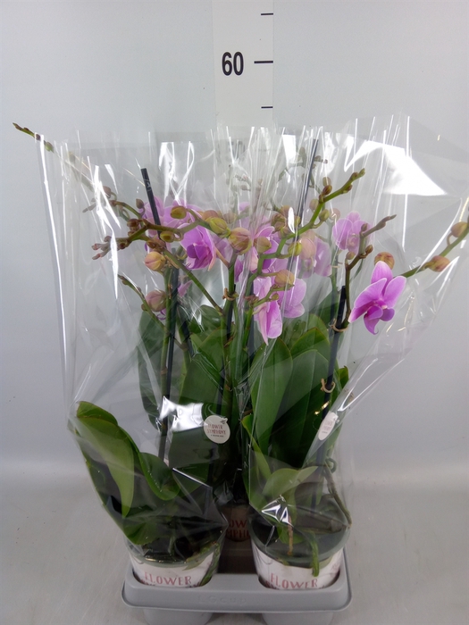 <h4>Phalaenopsis   ...lilac</h4>