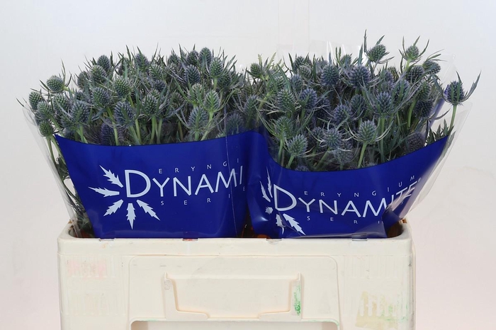 Eryngium Blue Dynamite