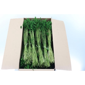 Lagurus Groen 100 Gr