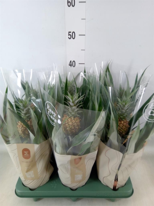 <h4>Ananas  'Rosita'</h4>