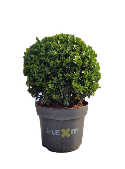 <h4>Ilex crenata Dark Green</h4>