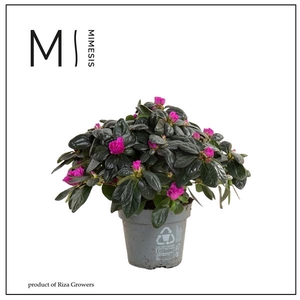Mimesis Azalea AIKO - 13cm Purple