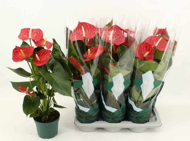 <h4>ANTHU AN OREGON</h4>