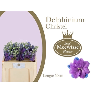 DELPH EL CHRISTEL DELPHINIUM CHRIST