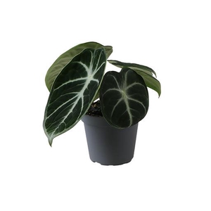 ALOCASIA BAGINDA P6 NINJA