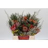 BQ Banksia Coccinea SFB