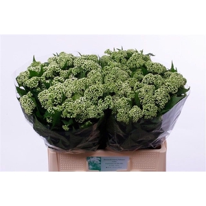 Eupatorium White Braunlaub Nabuurs