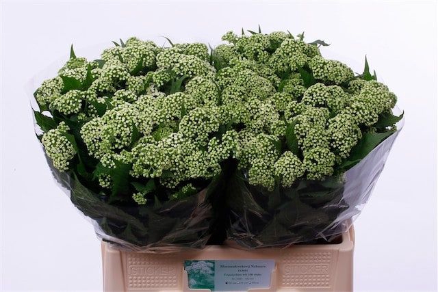 <h4>Eupatorium White Braunlaub Nabuurs</h4>
