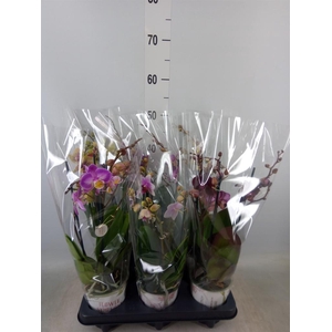 Phalaenopsis   ...mix