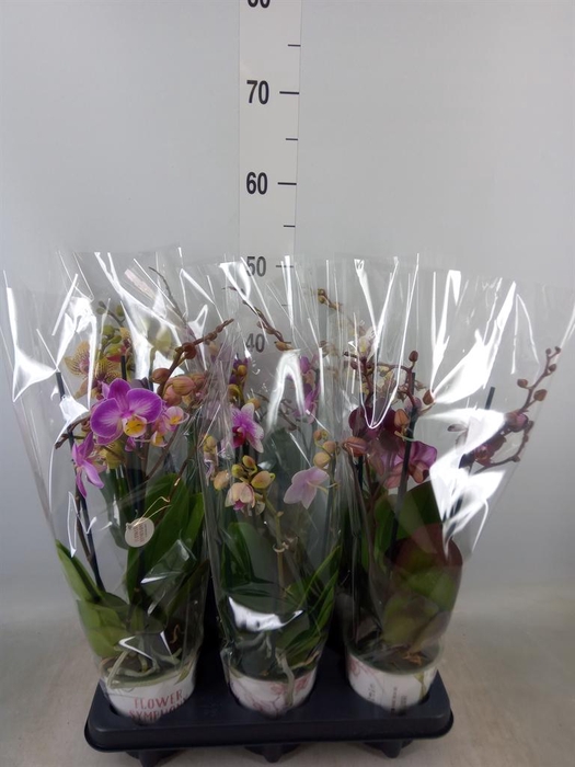 <h4>Phalaenopsis ...mix</h4>