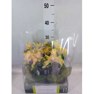 Phalaenopsis multi.   ...yellow