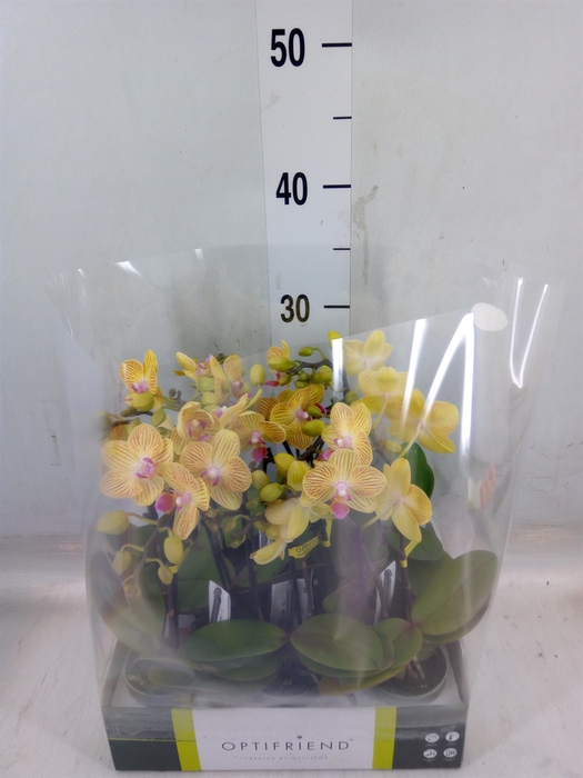 <h4>Phalaenopsis multi.   ...yellow</h4>